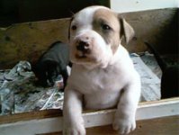 bull4weeks.jpg