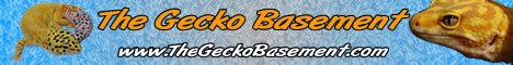 geckobasement4.jpg
