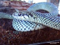 Liophis_reginnae1.jpg