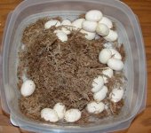 snow eggs.jpg