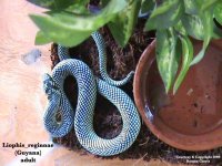 Liophis_reginnae2.jpg