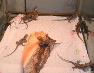 RedDesertFlamexSandfireRedGoldhatched2.jpg