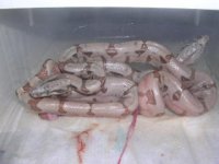 08 hypo hog babies#2 009.jpg