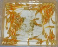 ! 2-17 albino tads. 017_edited-1.jpg