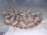 08 hypo hog babies#2 010.jpg