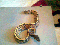 Image011.gif