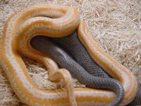 Rosy breeding 2.JPG