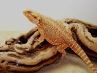 dragons_694_op_800x600.jpg