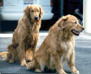 dogs1.jpg