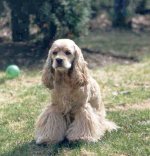 dogs2.jpg