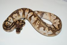 citruswhiteoutcalicom211.JPG
