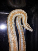male.morongovalley.2.jpg