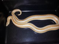 male.morongovalley..jpg