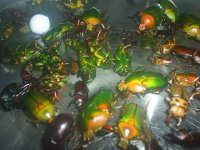 pic2[1].JPG