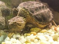 Large snapping turtle.jpg