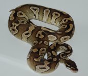 Banded Mojo Male.jpg