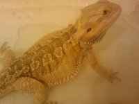 dragon.jpg