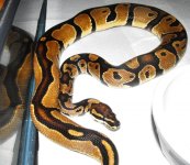 snakes3 003.jpg