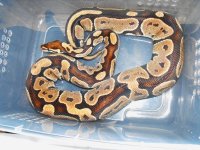 snakes2 003.jpg