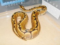 snakes2 006.jpg