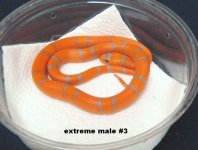 extreme male 3.jpg