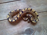 woma1.jpg