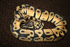 PastelM2011-1.jpg