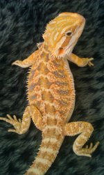 IMAG0803.jpg
