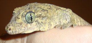 gehyramarginata.jpg