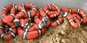 Conanti Hatchlings compressed.jpg