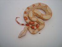 albino male.jpg