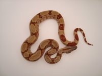 hypo male 1.jpg
