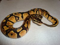 Pastel100HetPiedmale.jpg