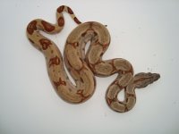 hypo male 2.jpg