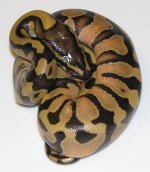 enchi 1-2.jpg