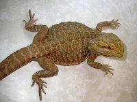 Male chris allen cawley het leather x cawley red. leatherDbl het Leather.JPG