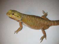 Female dbl het leather.jpg