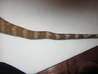 tail.jpg
