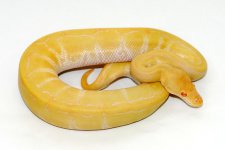 albinopin11-850m.jpg