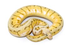 spinnerblast11-655m-j.jpg