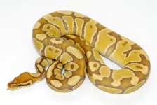 caramel11-930m.jpg