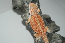 Redhypoxorangehethypo62.1f10.jpg