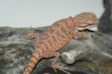 Darkreditalianleatherback29.2f7-85.jpg