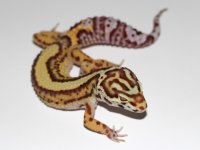 BoldStripeBell_M2.jpg