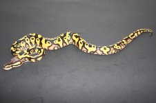 IMG_1188.jpg