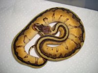 12-13-2011 Snake Ads 025.JPG
