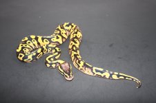 IMG_1189.jpg