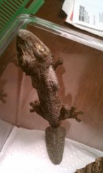leaftail 1.jpg