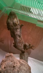 leaftail 4.jpg