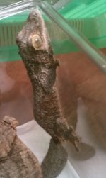 leaftail 3.jpg
